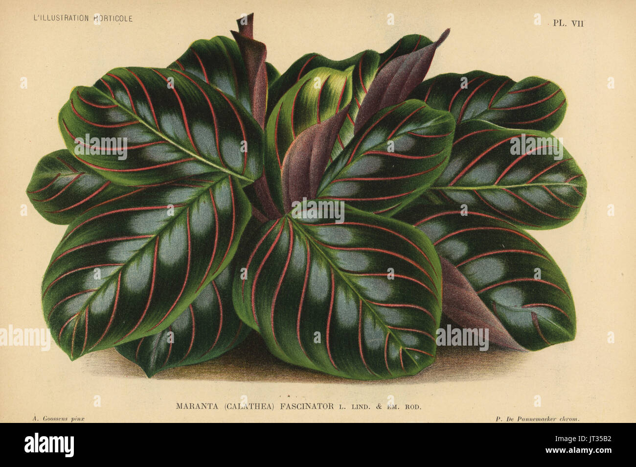 Prayer plant, Malanta leuconeura (Maranta Calathea fascinator).  Chromolithograph by P. de Pannemaeker after an illustration by A. Goossens  from Jean Linden's l'Illustration Horticole, Brussels, 1894 Stock Photo -  Alamy