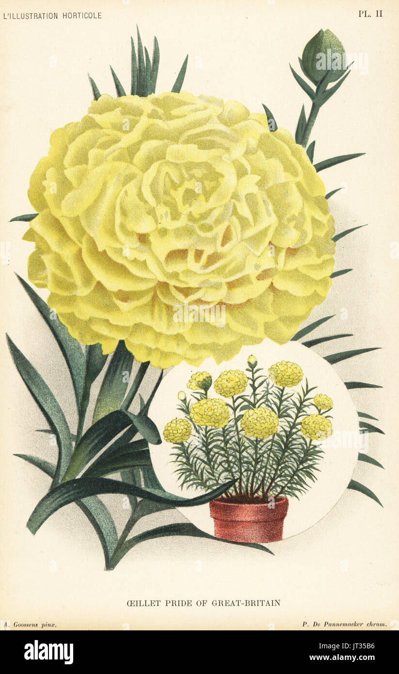 Carnation hybrid, Pride of Great Britain, Dianthus caryophyllus. Yellow