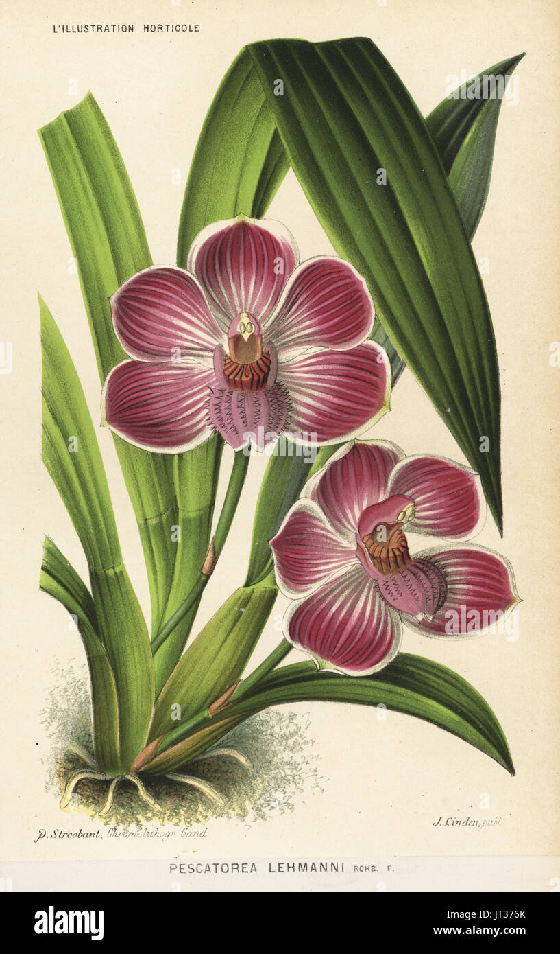 Pescatoria lehmannii orchid, Pescatorea lehmanni. Chromolithograph by P. Stroobant from Jean Linden's l'Illustration Horticole, Brussels, 1882. Stock Photo
