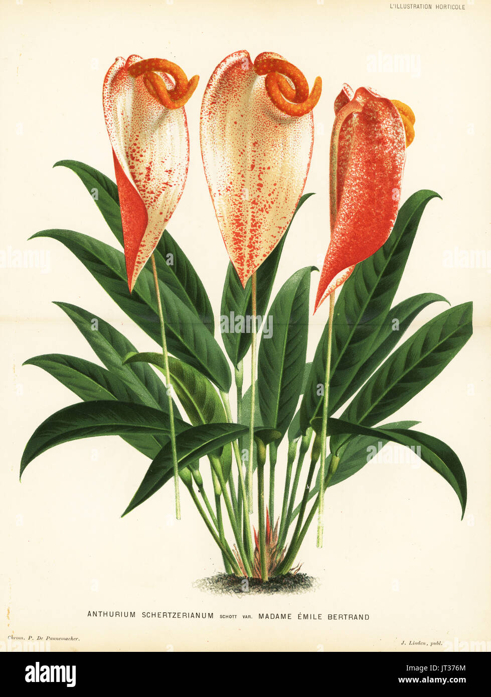 anthurium mix 8L Anthurium Soilless Potting Mix for Anthuriums main image 0