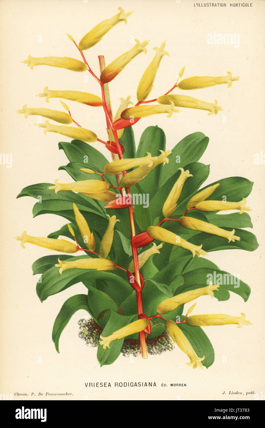 Vriesea rodigasiana. Chromolithograph by P. de Pannemaeker from Jean Linden's l'Illustration Horticole, Brussels, 1882. Stock Photo