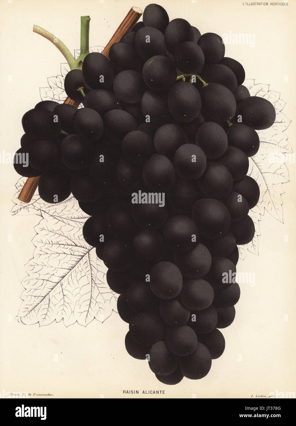 Alicante Bouschet grape variety, Vitis vinifera. Chromolithograph by P. de Pannemaeker from Jean Linden's l'Illustration Horticole, Brussels, 1882. Stock Photo