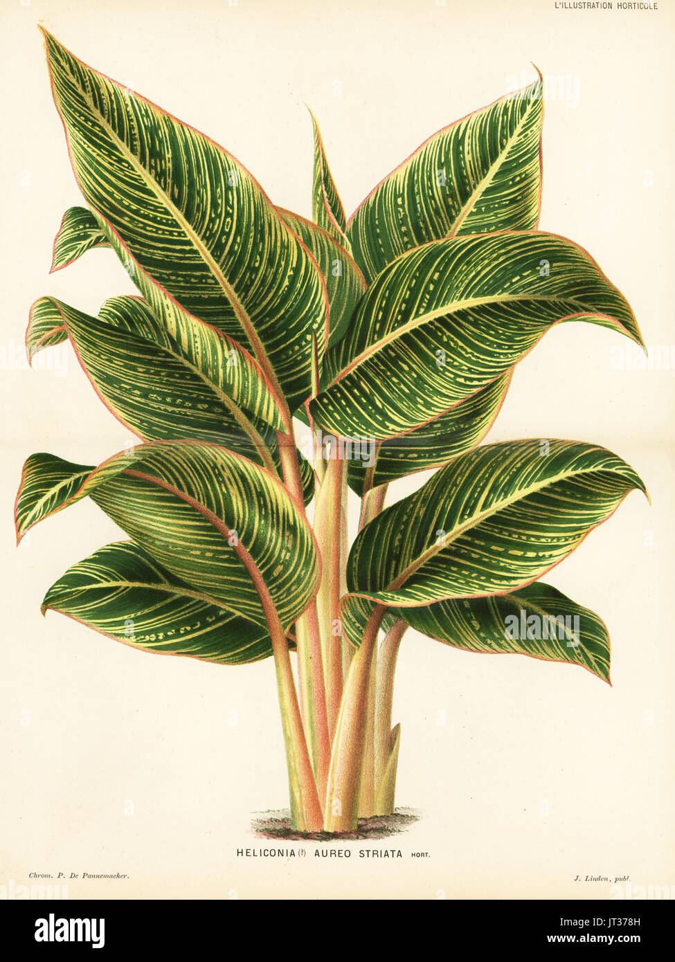 Lobster-claw plant, Heliconia wagneriana (Heliconia aureo-striata). Chromolithograph by P. de Pannemaeker from Jean Linden's l'Illustration Horticole, Brussels, 1882. Stock Photo
