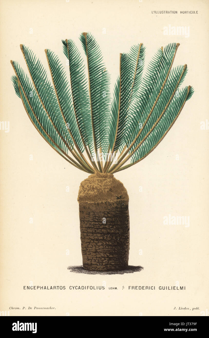 Encephalartos cycadifolius, Frederici Guilielmi variety. Chromolithograph by P. de Pannemaeker from Jean Linden's l'Illustration Horticole, Brussels, 1882. Stock Photo
