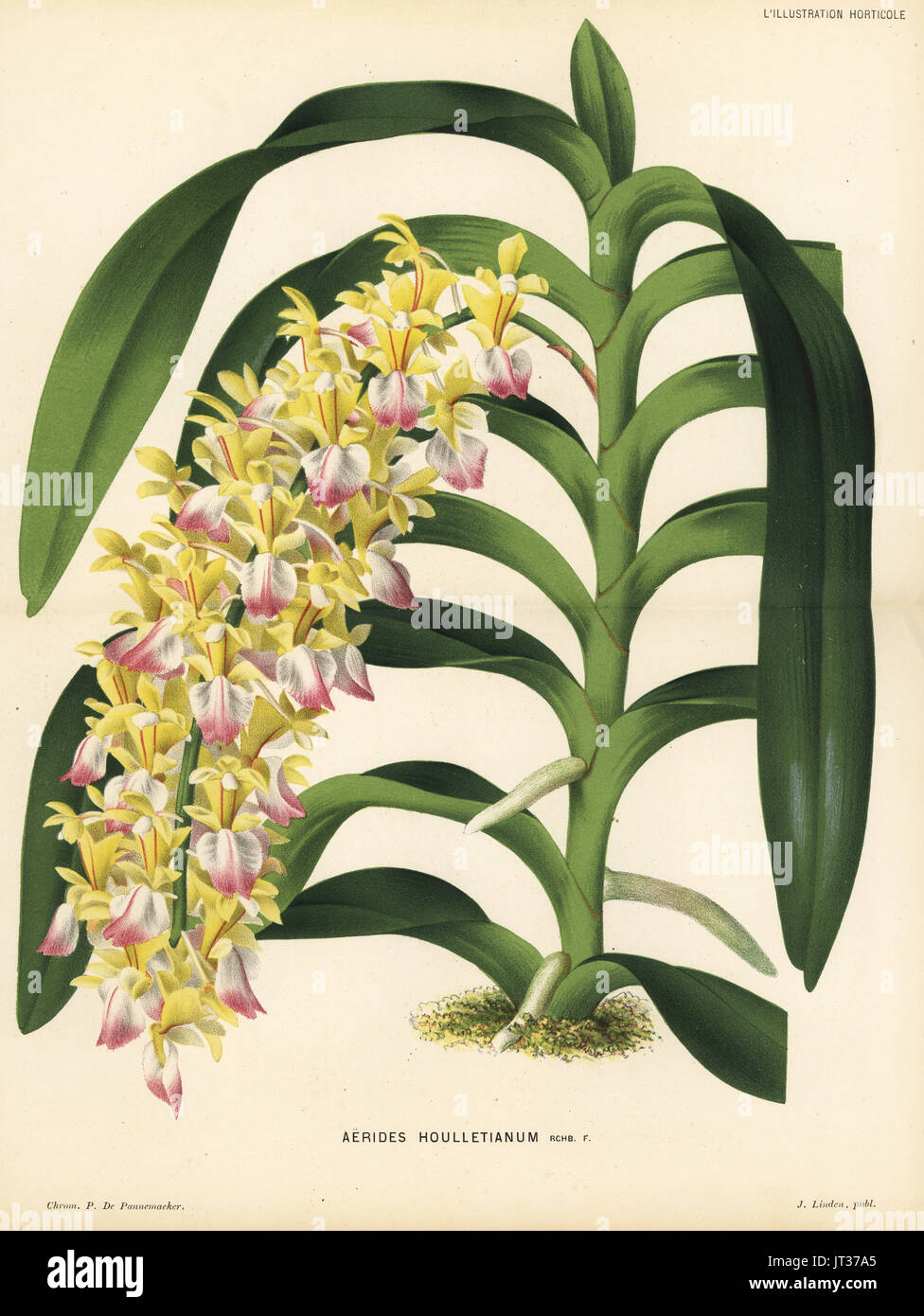 Cat's-tail orchid or fox brush orchid, Aerides houlletianum. Chromolithograph by P. de Pannemaeker from Jean Linden's l'Illustration Horticole, Brussels, 1882. Stock Photo