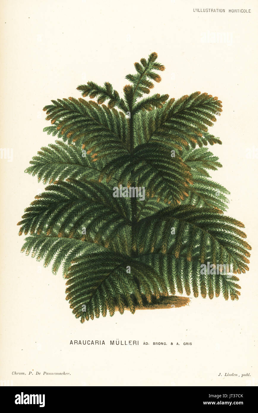 Araucaria muelleri conifer tree (Araucaria mulleri). Chromolithograph by P. de Pannemaeker from Jean Linden's l'Illustration Horticole, Brussels, 1882. Stock Photo