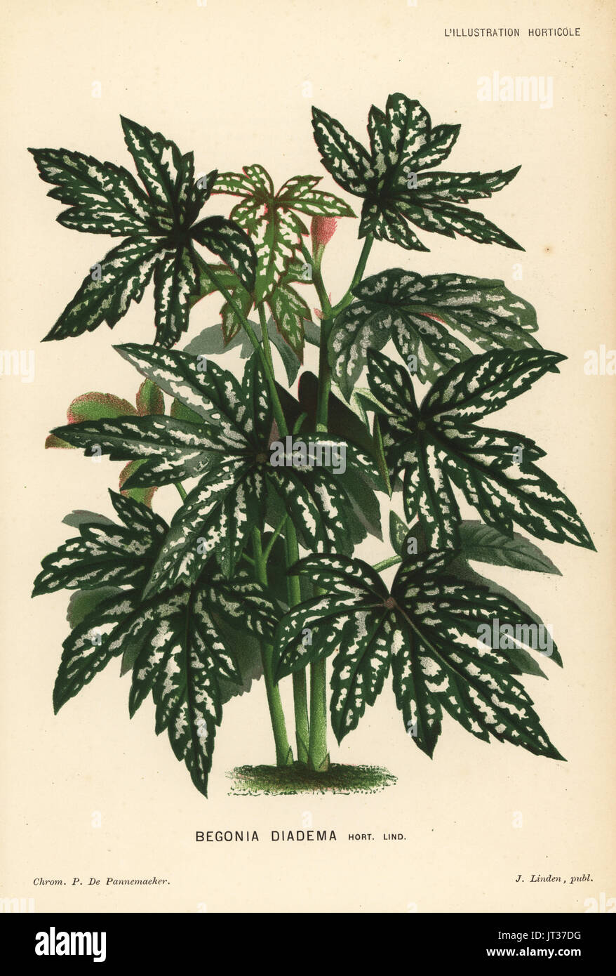 Begonia diadema. Chromolithograph by P. de Pannemaeker from Jean Linden's l'Illustration Horticole, Brussels, 1882. Stock Photo