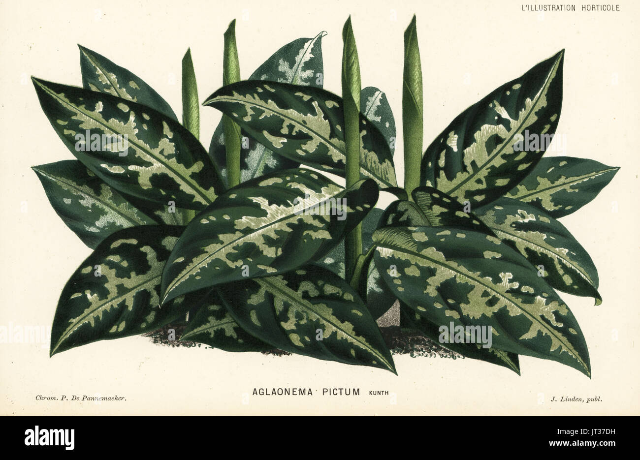 Chinese evergreen, Aglaonema pictum. Chromolithograph by P. de Pannemaeker from Jean Linden's l'Illustration Horticole, Brussels, 1882. Stock Photo