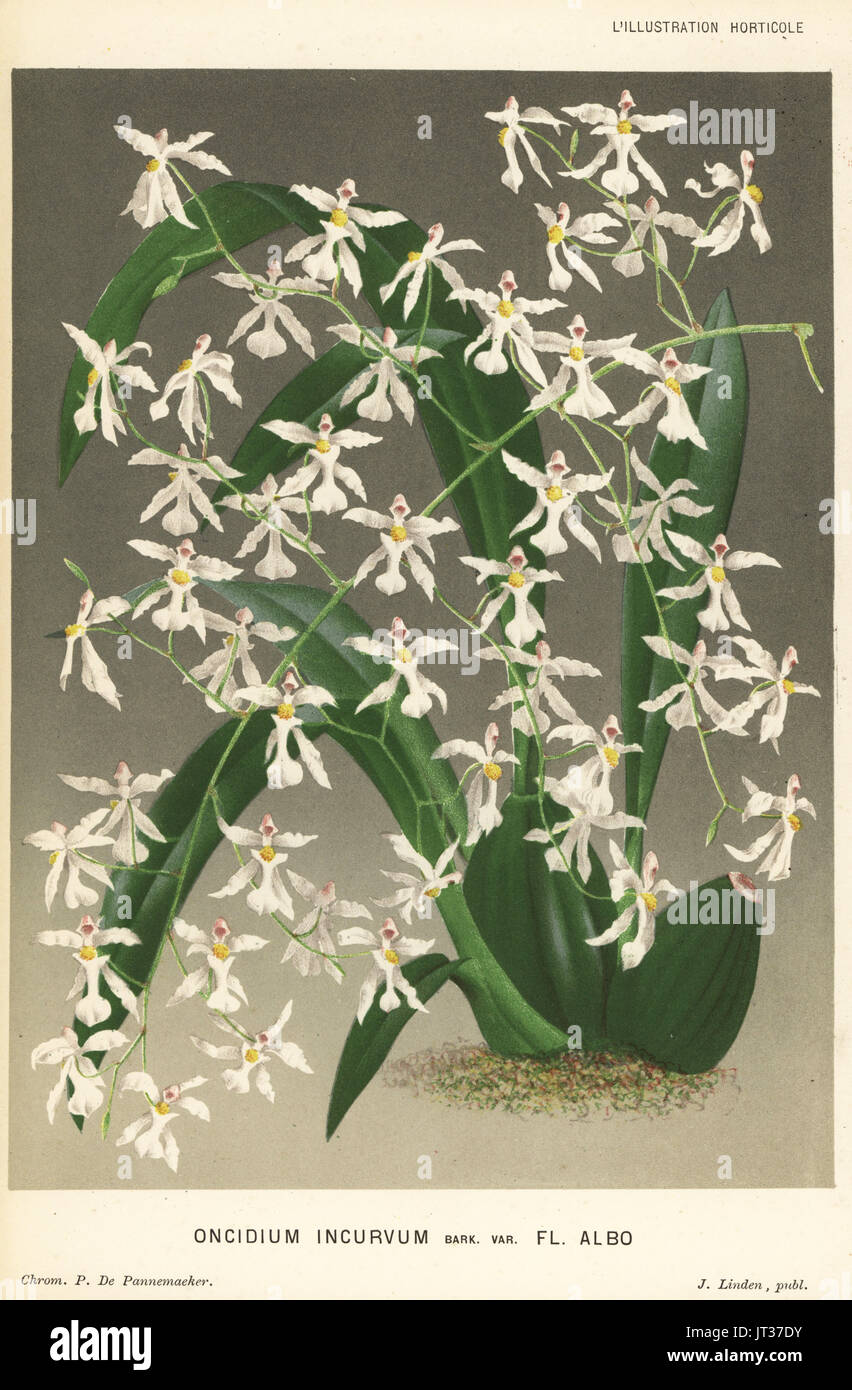 Oncidium incurvum orchid. Chromolithograph by P. de Pannemaeker from Jean Linden's l'Illustration Horticole, Brussels, 1882. Stock Photo