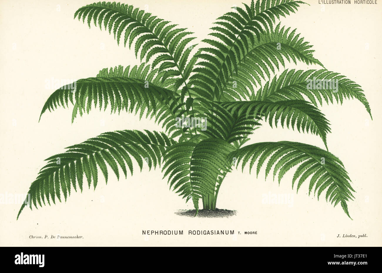 Unresolved fern species, Nephrodium rodigasianum. Chromolithograph by P. de Pannemaeker from Jean Linden's l'Illustration Horticole, Brussels, 1882. Stock Photo