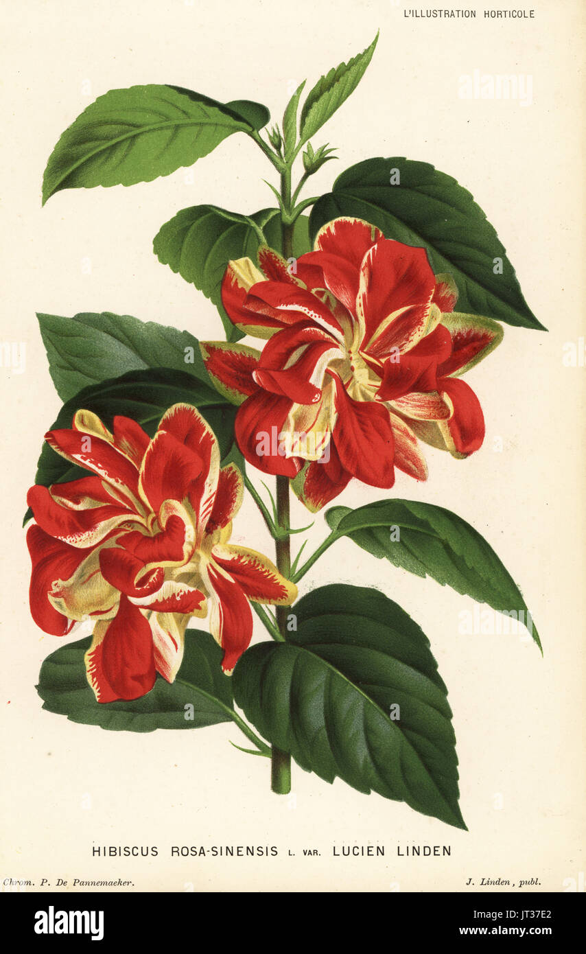 Lucien Linden variety of Chinese hibiscus, Hibiscus rosa-sinensis var. Lucien Linden. Chromolithograph by P. de Pannemaeker from Jean Linden's l'Illustration Horticole, Brussels, 1882. Stock Photo