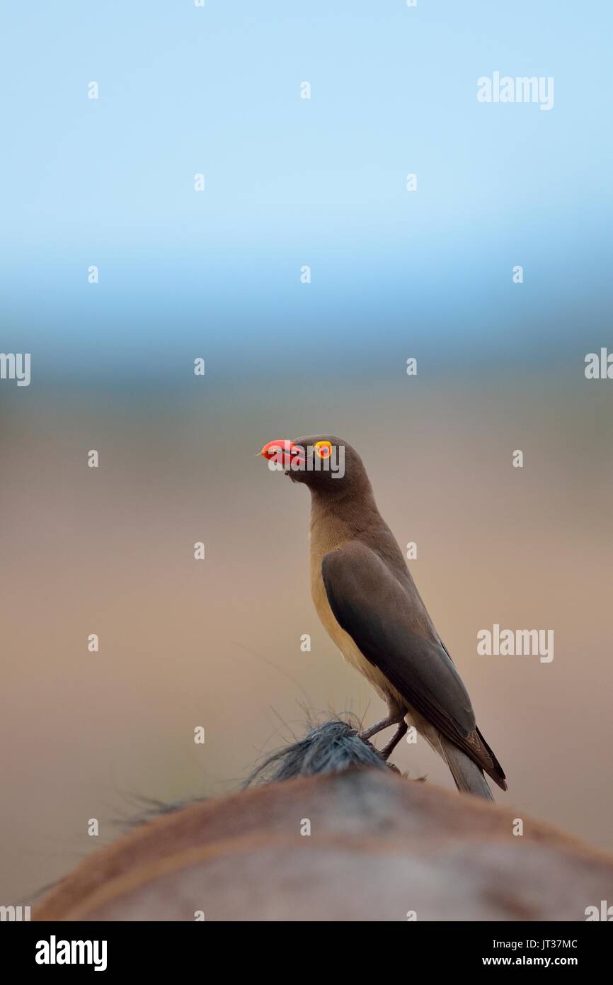 Oxpecker eating ticks hires stock photography and images Alamy