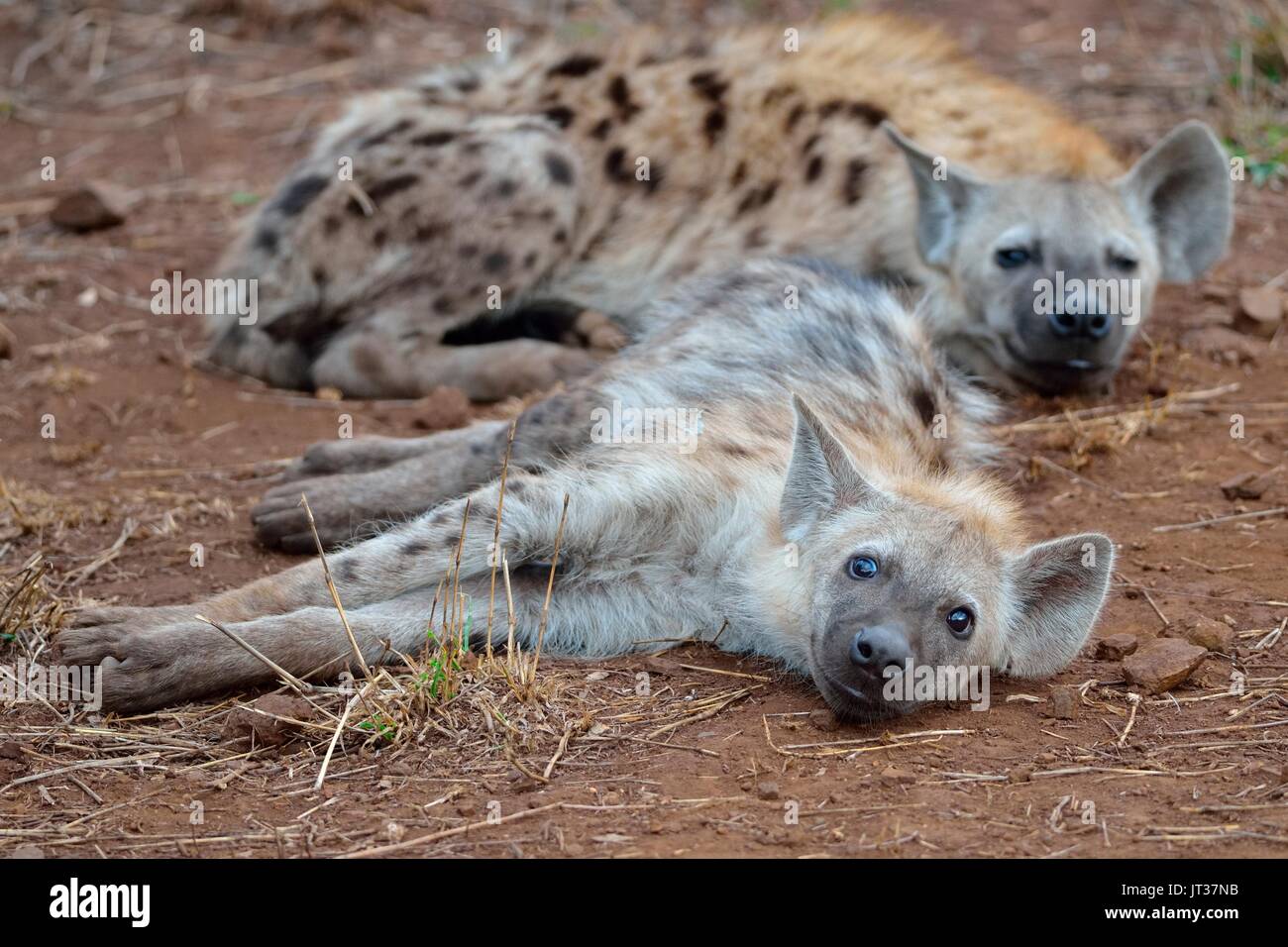 Spotted hyenas or Laughing hyenas (Crocuta crocuta) resting, Kruger National Park, South Africa, Africa Stock Photo