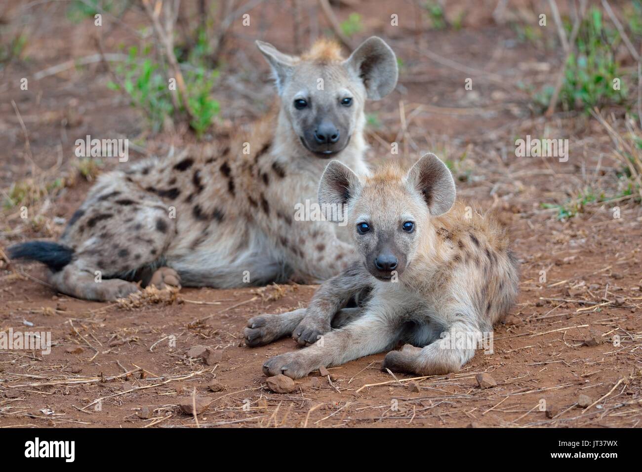 Spotted hyenas or Laughing hyenas (Crocuta crocuta), lying, facing camera, Kruger National Park, South Africa, Africa Stock Photo