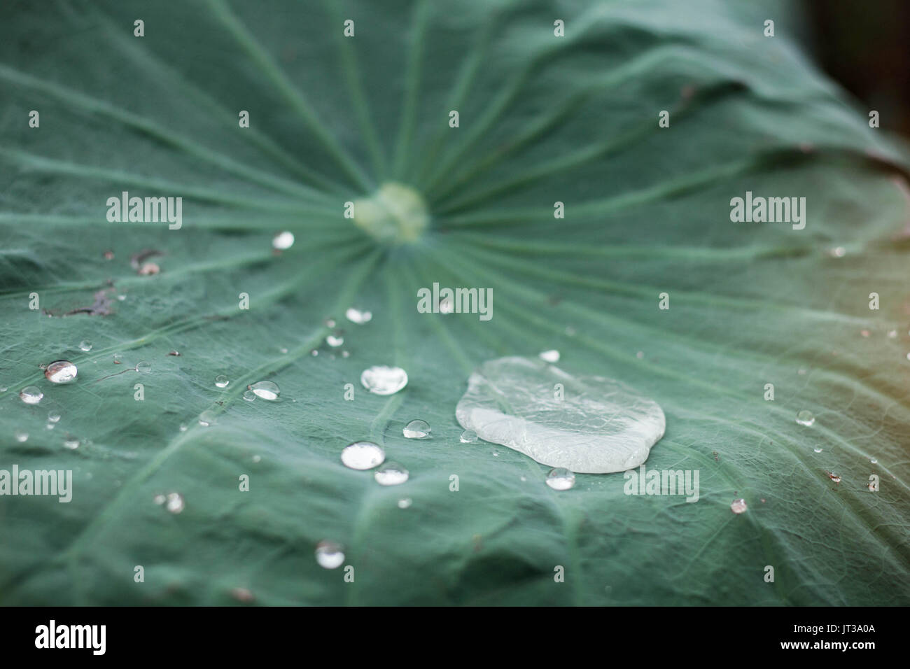 Water drops on lotus leaves with green background Stock Photo - Alamy