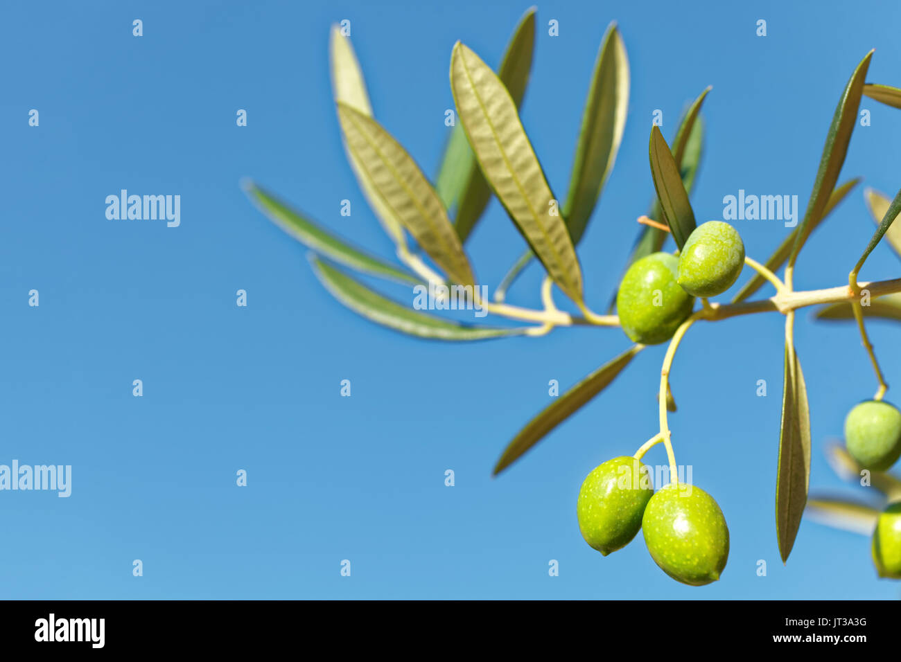 Close up outdoors shot of green olives on an olive tree branch Stock ...