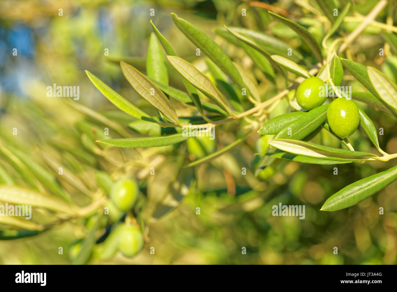 Green olives on an olive tree branch - close up outdoors shot Stock ...