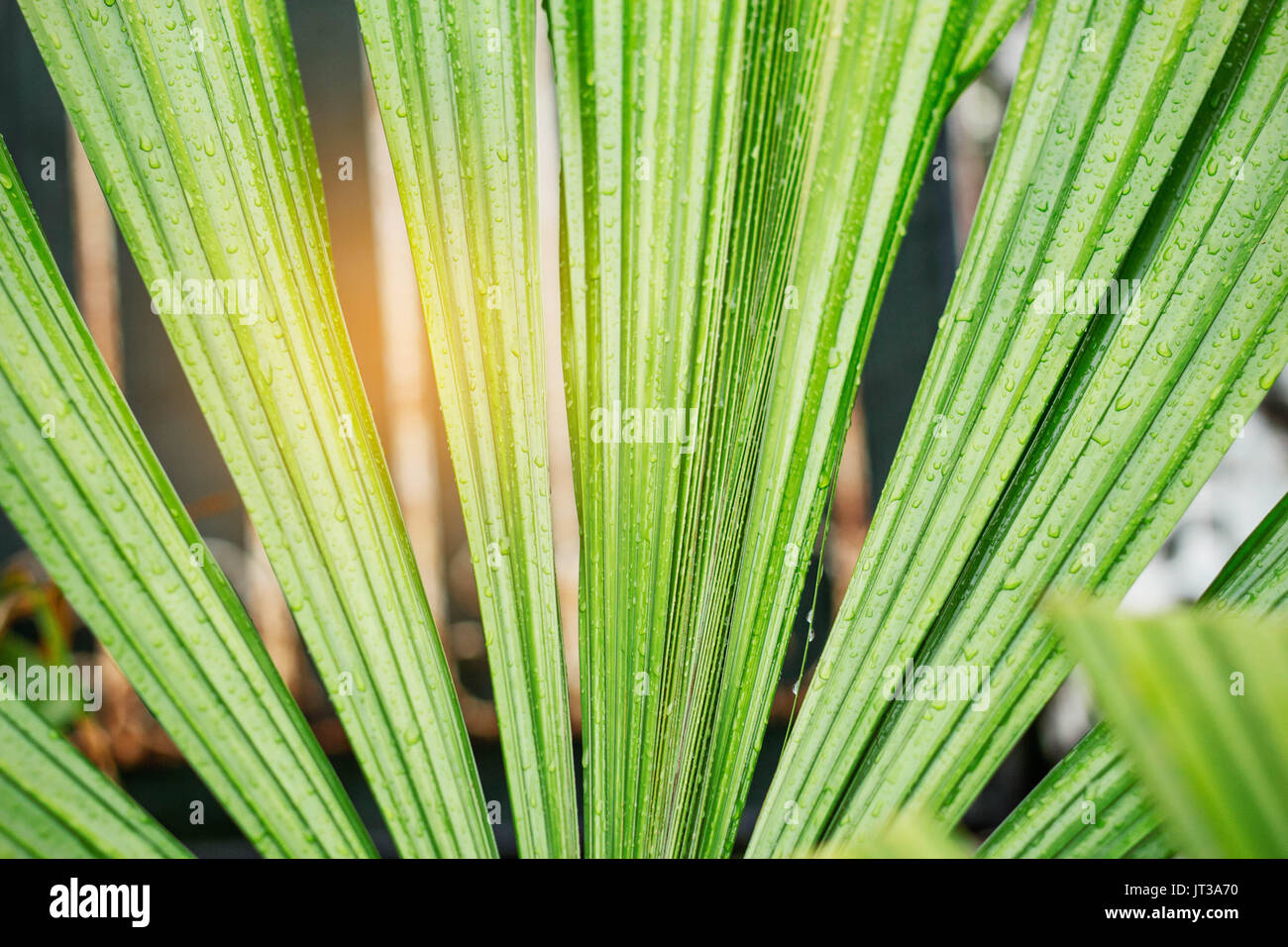 Realistic tropical leaves palm hi-res stock photography and images - Alamy