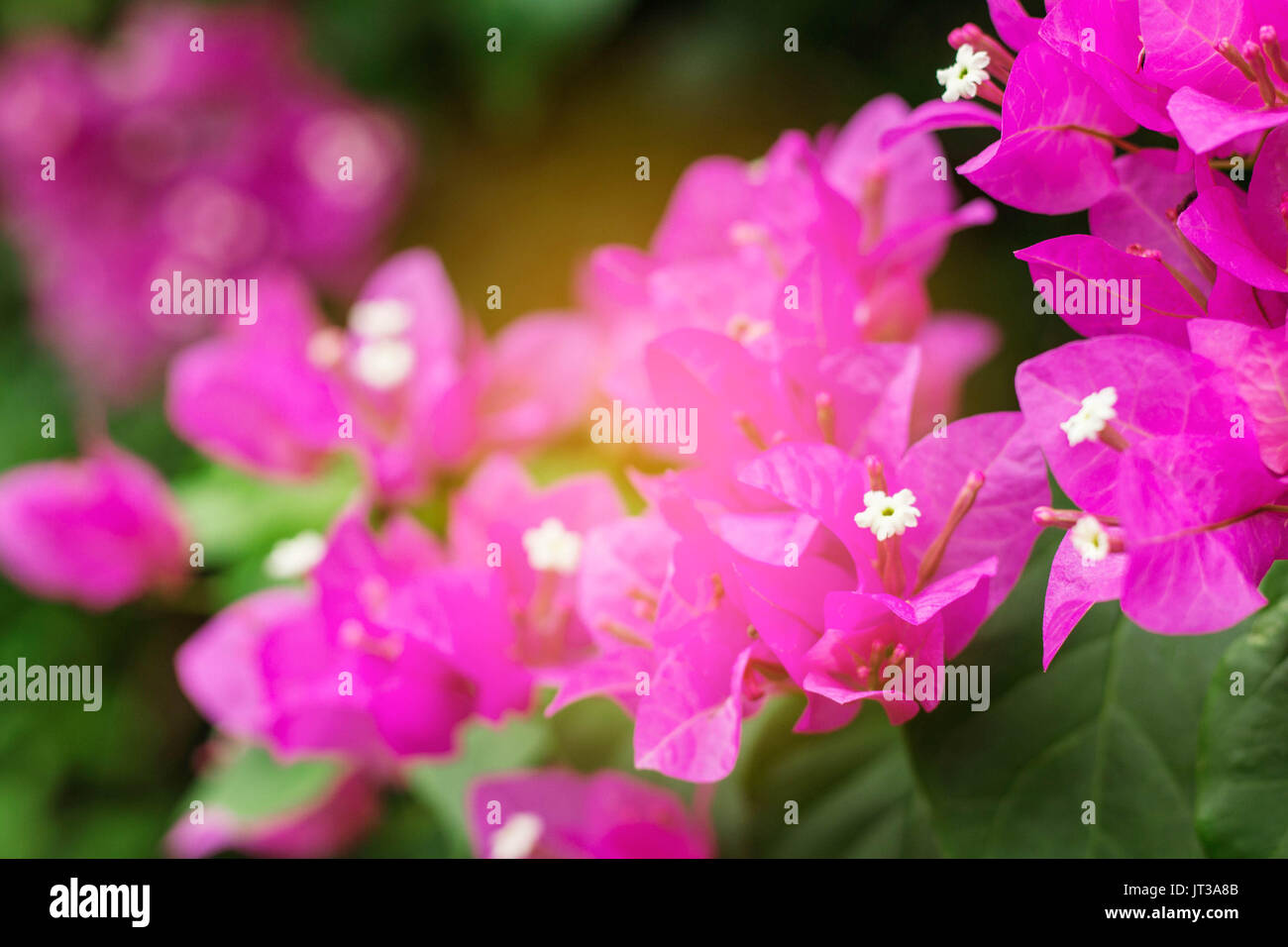 Purple flowers with beautiful nature Stock Photo - Alamy