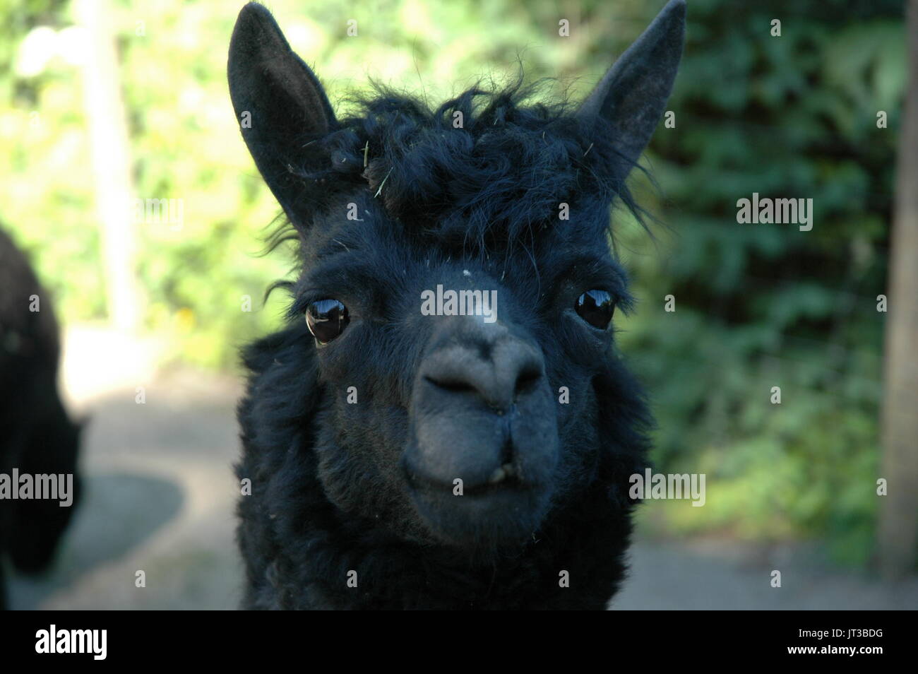 portrait of a black alpaca Stock Photo