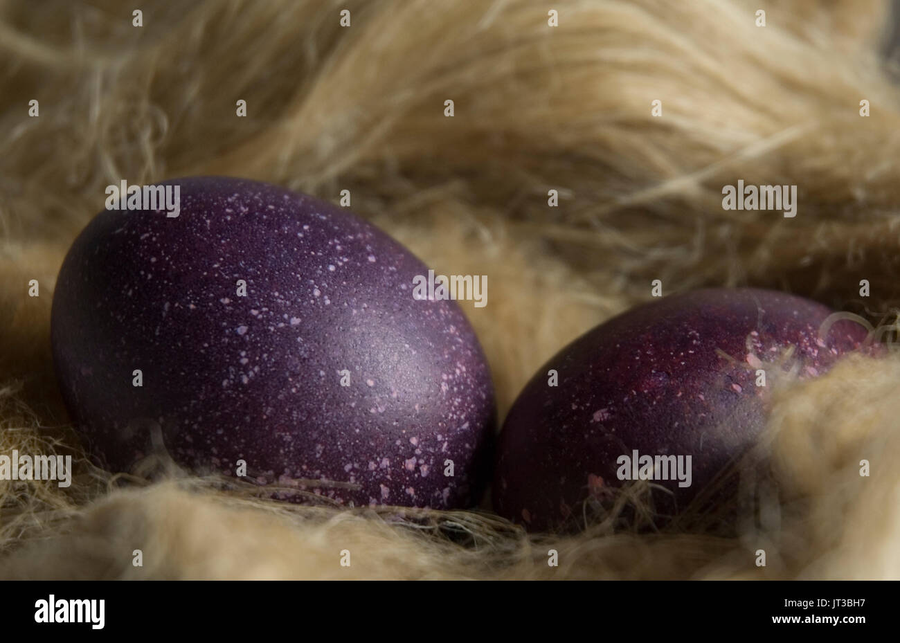 eggs in hemp nest Stock Photo Alamy
