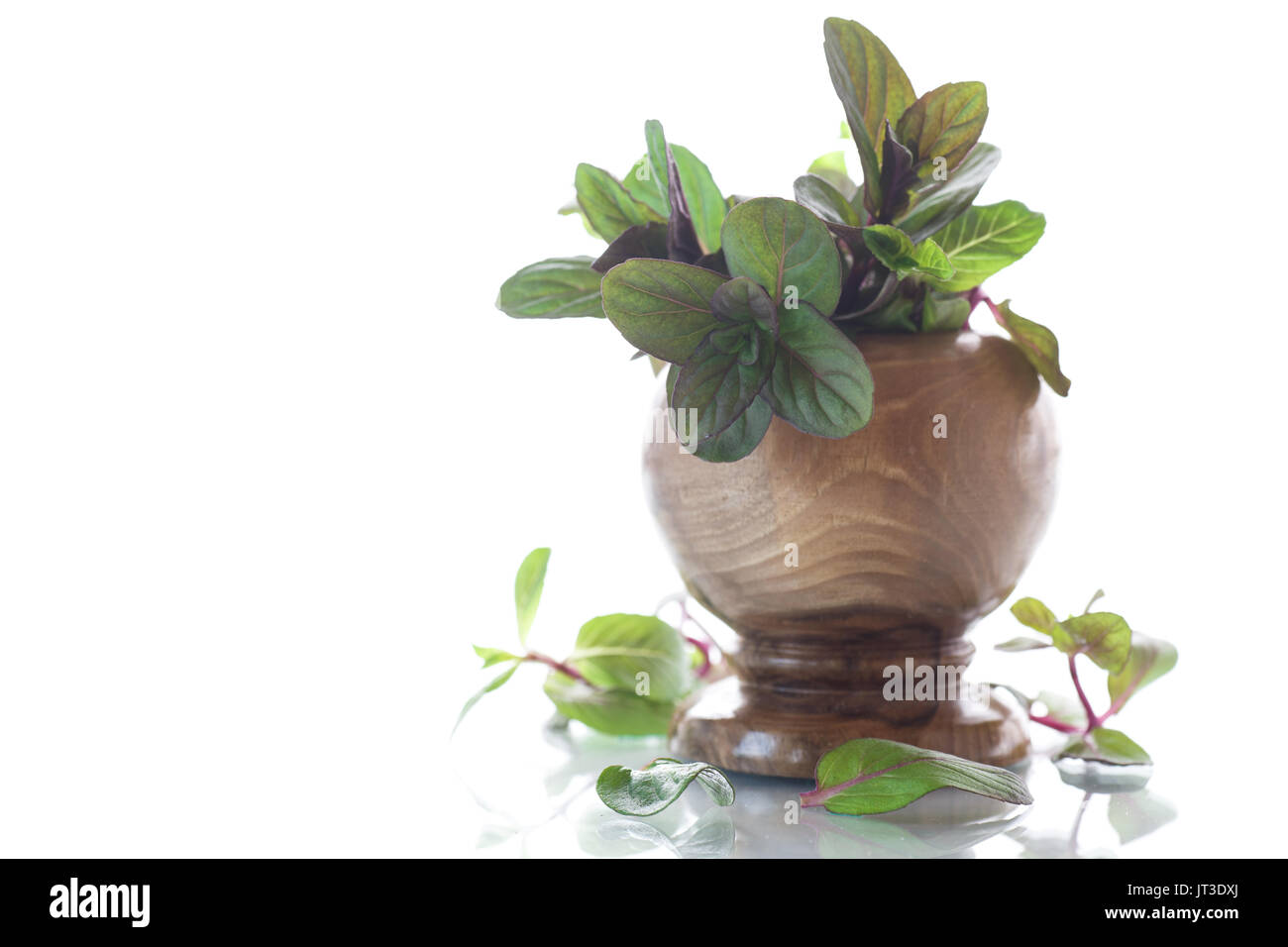 A bunch of fresh spring mint in a wooden vase on a white background Stock Photo