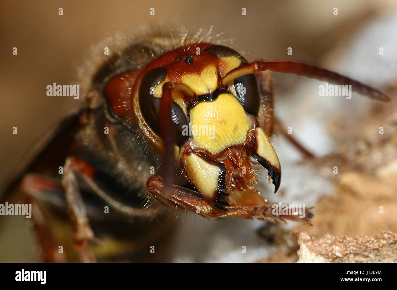 European Hornet Vespa Crabro Extreme Closeup Of The Head Stock Photo Alamy