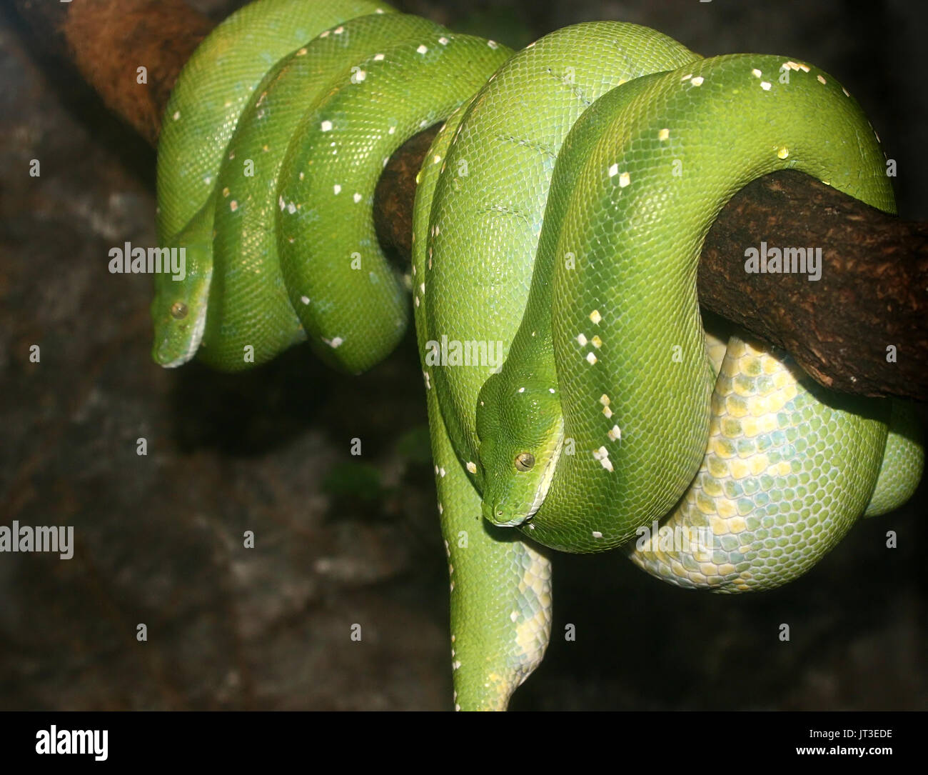 Pair of Southeast Asian Green tree pythons (Morelia viridis) hanging off a branch. Stock Photo