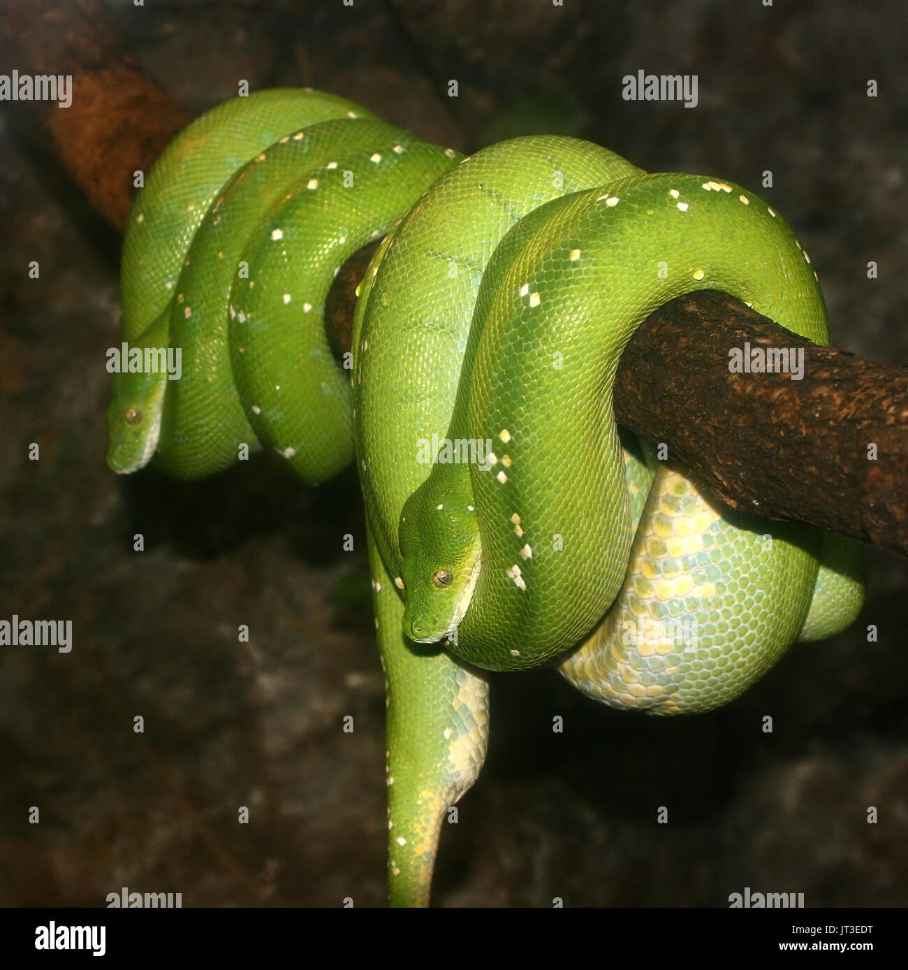 Pair of Southeast Asian Green tree pythons (Morelia viridis) hanging off a branch. Stock Photo