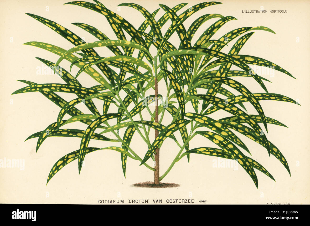 Garden croton, Codiaeum variegatum (Codiaeum vanoosterzeei). Chromolithograph by Pieter de Pannemaeker from Jean Linden's l'Illustration Horticole, Brussels, 1883. Stock Photo