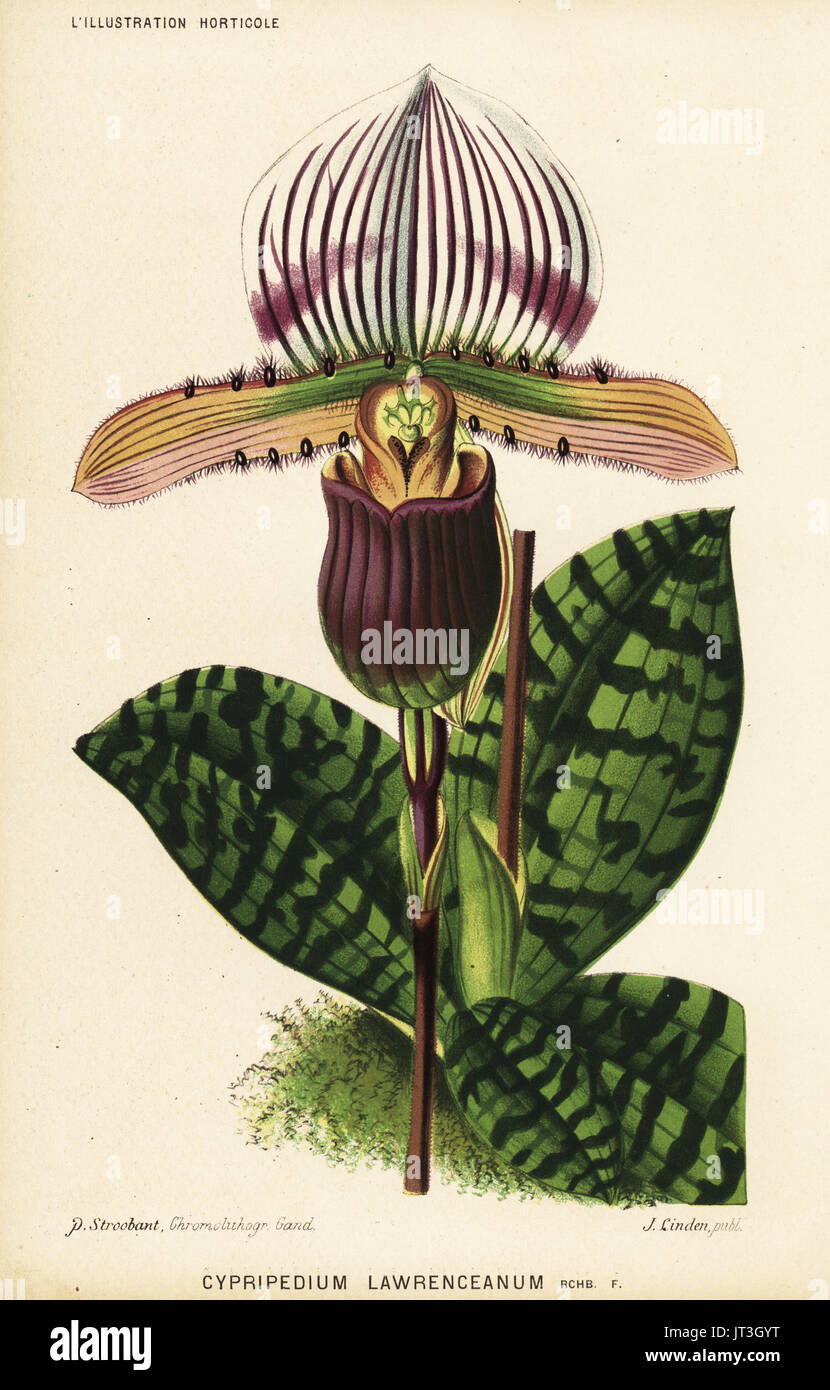 Paphiopedilum lawrenceanum orchid (Cypripedium lawrenceanum). Chromolithograph by P. Stroobant from Jean Linden's l'Illustration Horticole, Brussels, 1883. Stock Photo