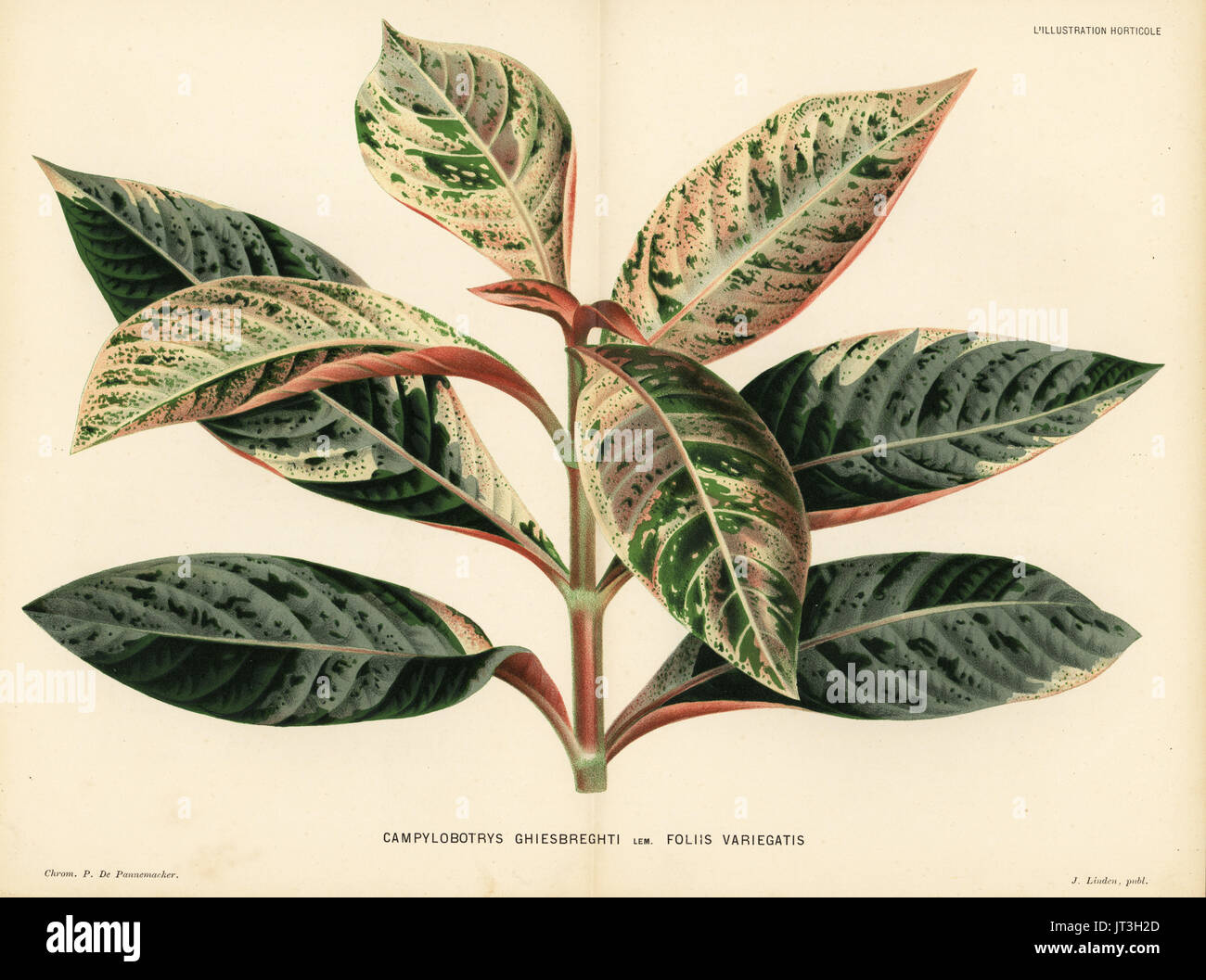 Hoffmannia ghiesbreghtii foliage plant (Campylobotrys ghiesbreghti foliis variegatis). Chromolithograph by P. de Pannemaeker from Jean Linden's l'Illustration Horticole, Brussels, 1883. Stock Photo