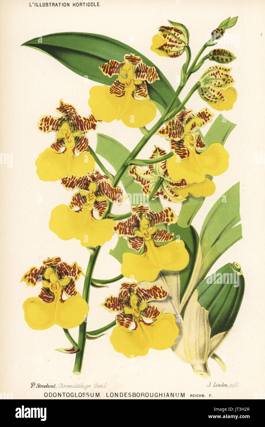 Rhynchostele londesboroughiana orchid (Odontoglossum londesboroughianum). Chromolithograph by P. Stroobant from Jean Linden's l'Illustration Horticole, Brussels, 1883. Stock Photo