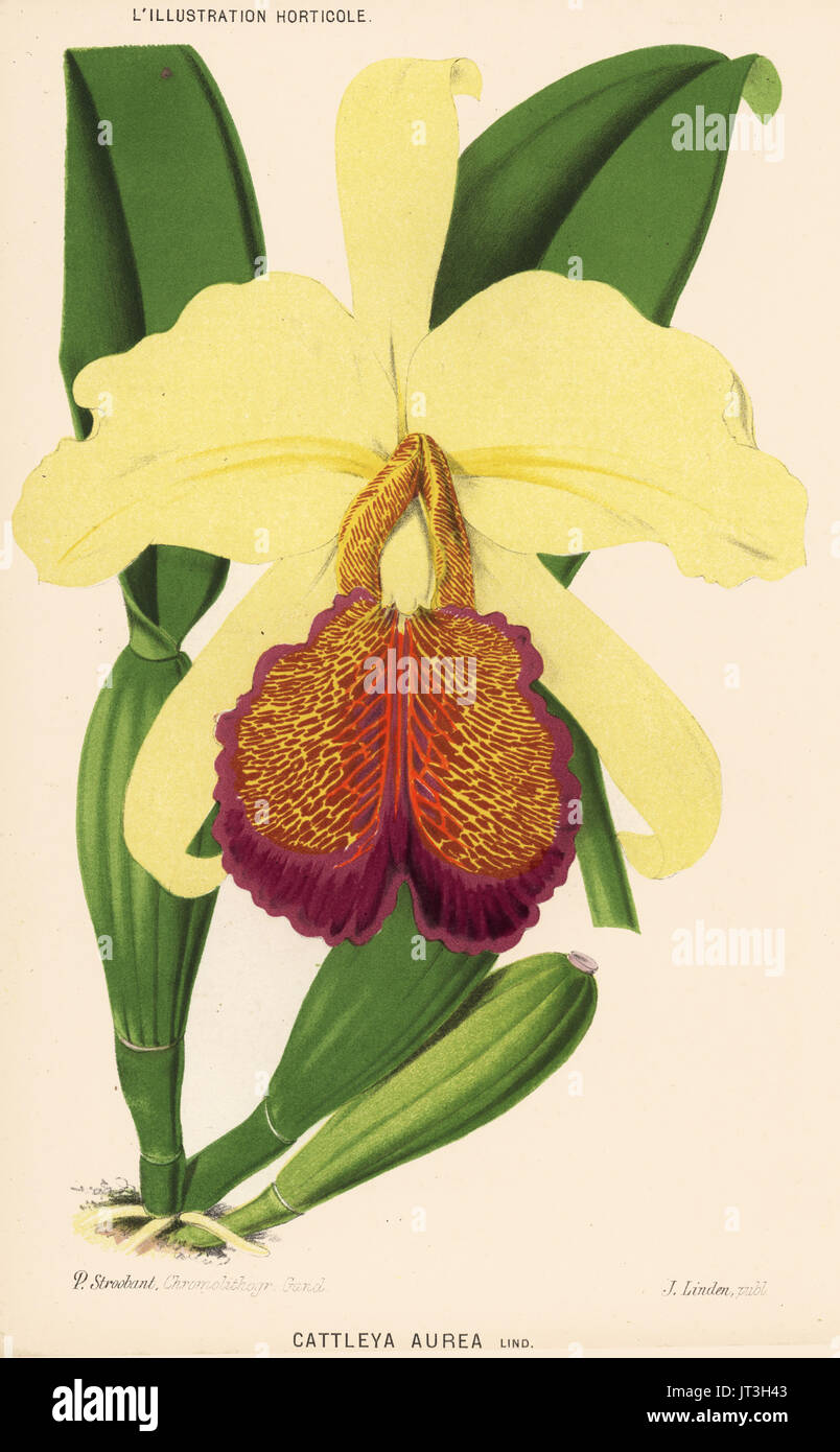 Dow's cattleya orchid, gold variety, Cattleya dowiana var. aurea (Cattleya aurea). Chromolithograph by P. Stroobant from Jean Linden's l'Illustration Horticole, Brussels, 1883. Stock Photo