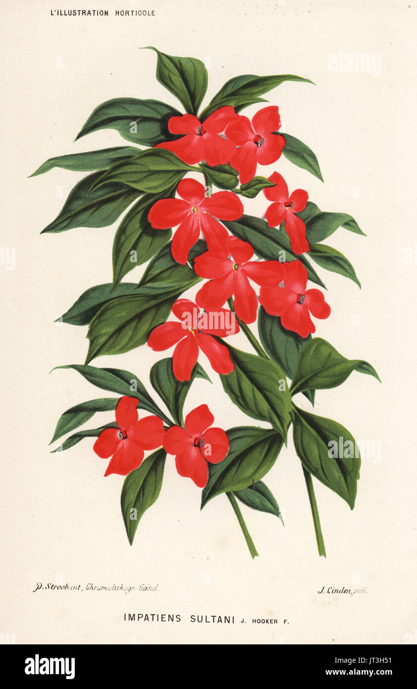 Busy lizzie, Impatiens walleriana (Impatiens sultani). Chromolithograph by P. Stroobant from Jean Linden's l'Illustration Horticole, Brussels, 1883. Stock Photo