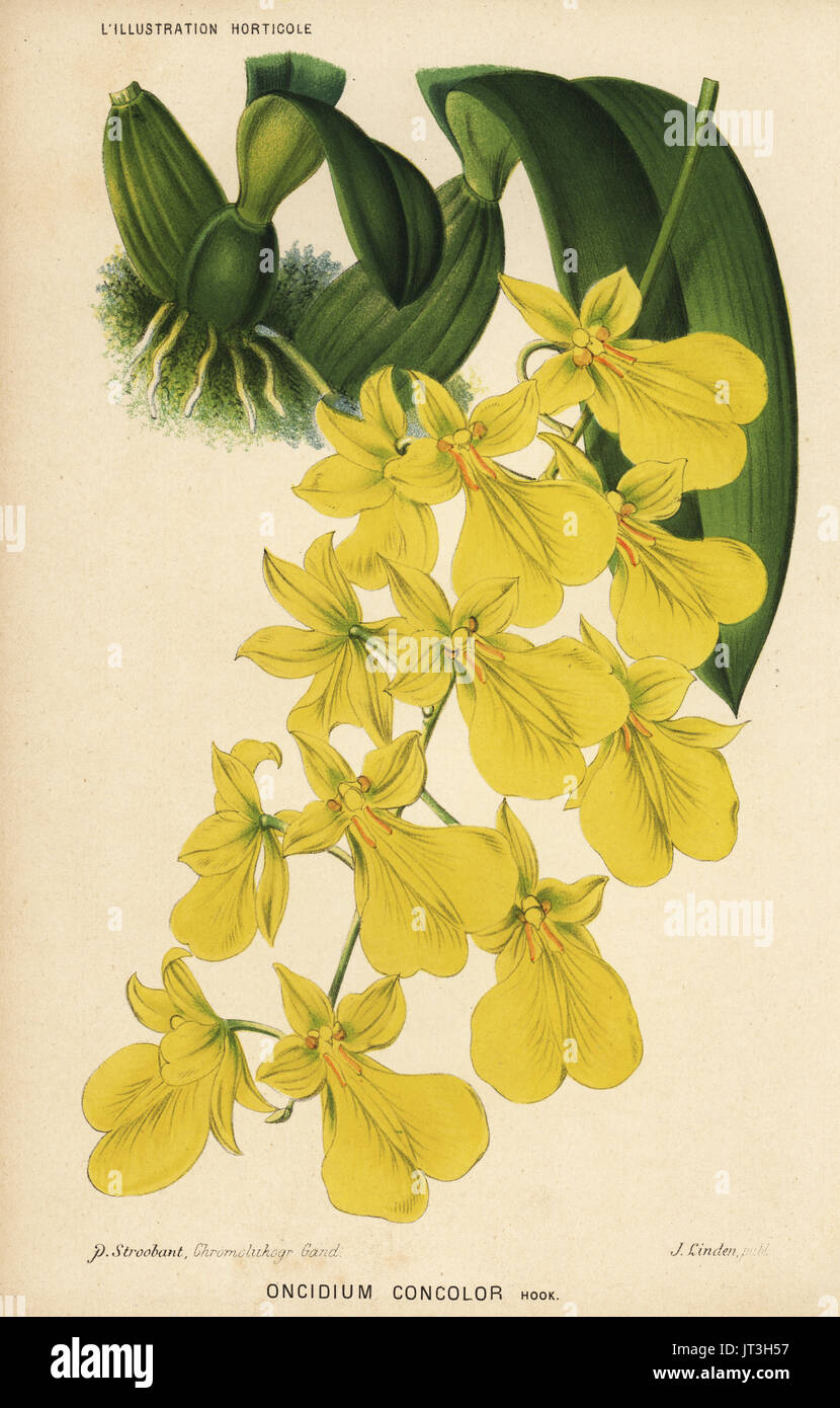 Golden shower orchid, Gomesa concolor (Oncidium concolor). Chromolithograph by P. Stroobant from Jean Linden's l'Illustration Horticole, Brussels, 1883. Stock Photo