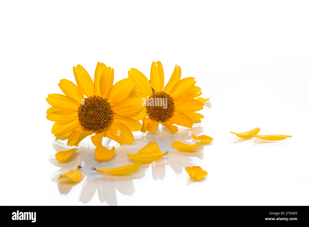 bouquet of yellow daisies Stock Photo Alamy