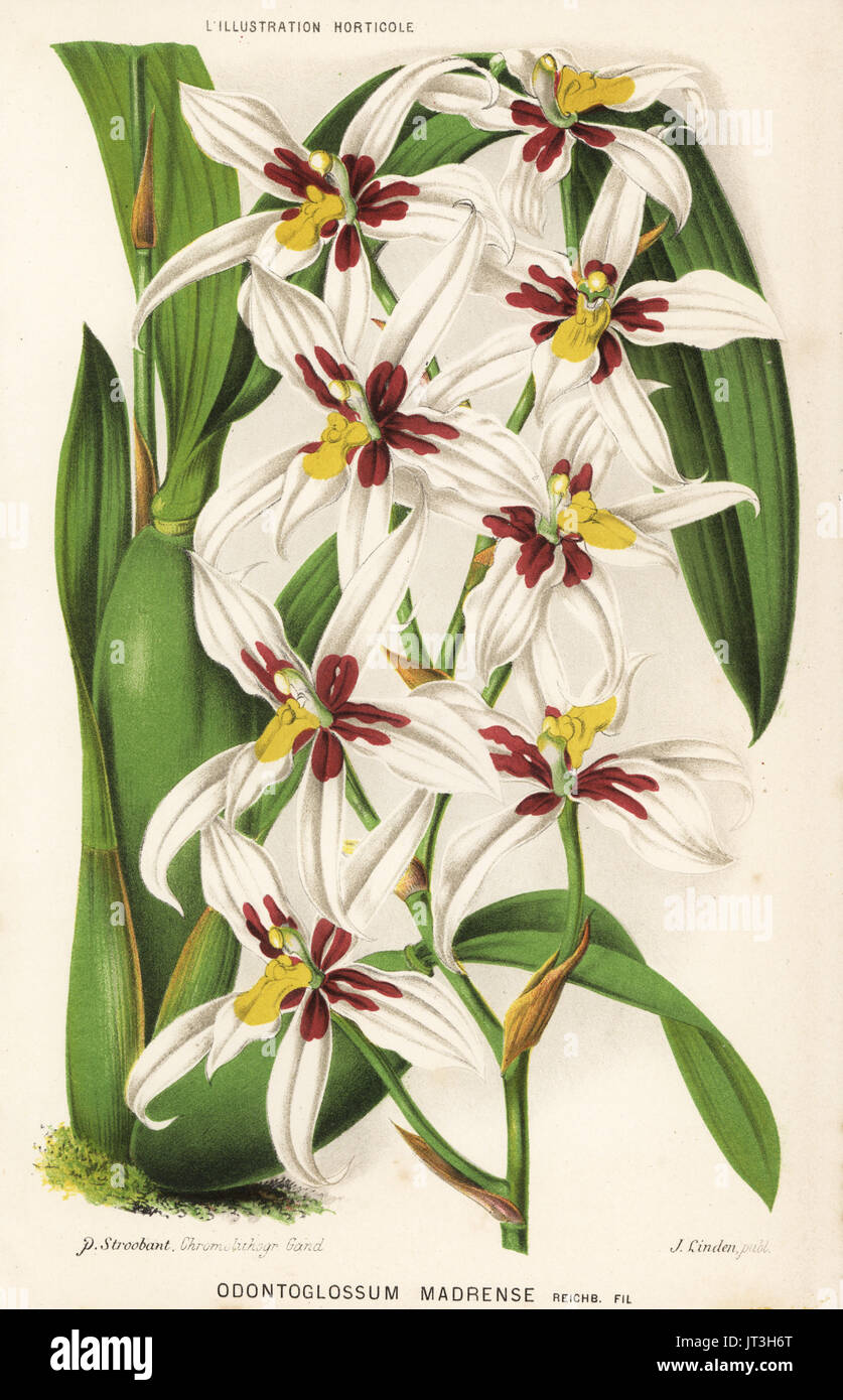Rhynchostele madrensis orchid (Odontoglossum madrense). Chromolithograph by P. Stroobant from Jean Linden's l'Illustration Horticole, Brussels, 1883. Stock Photo