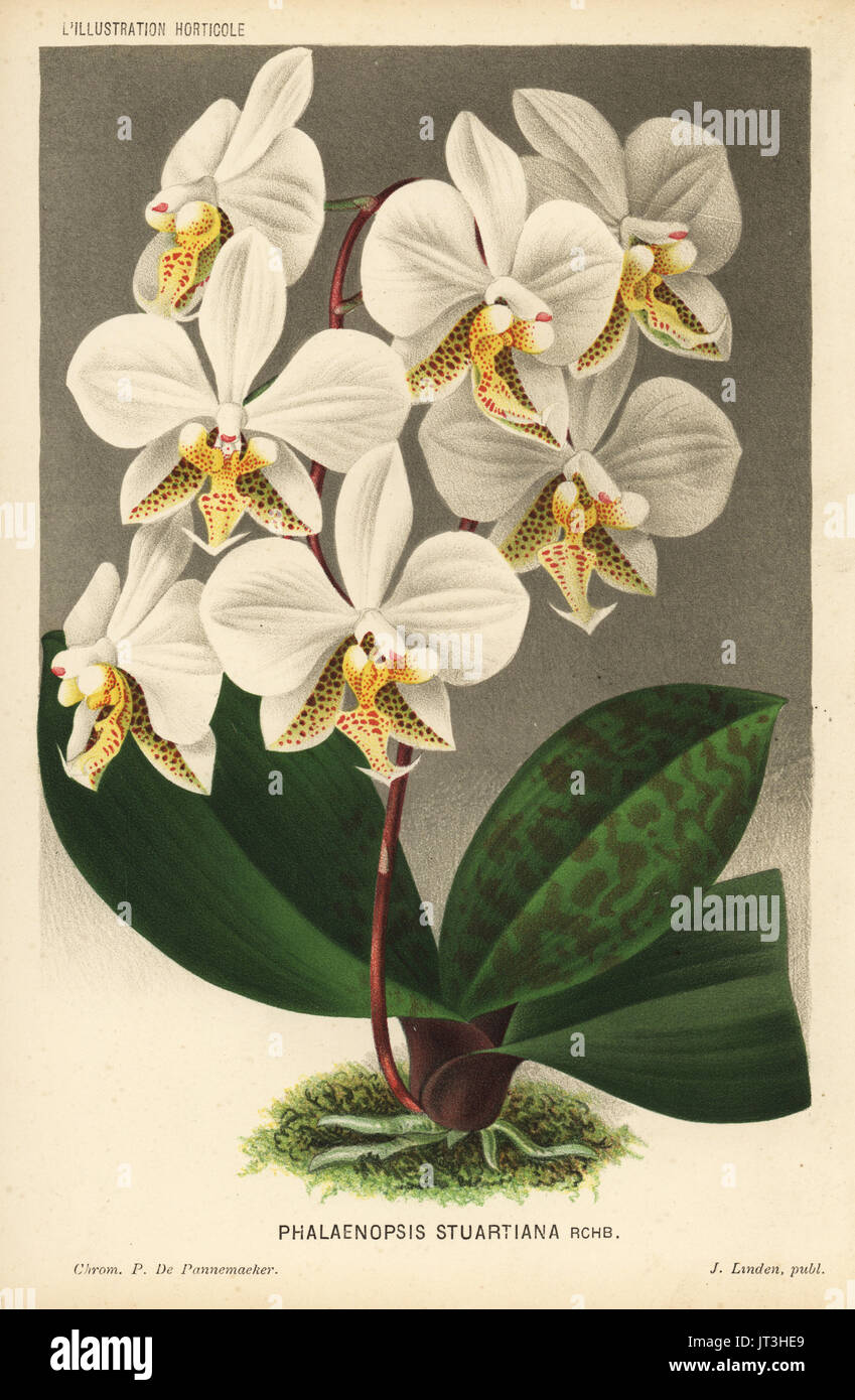 Phalaenopsis stuartiana orchid. Chromolithograph by Pieter de Pannemaeker from Jean Linden's l'Illustration Horticole, Brussels, 1884. Stock Photo