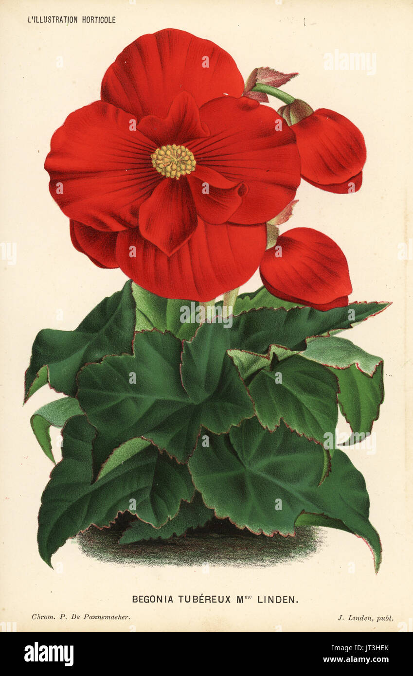 Begonia variety, Madame Linden. Chromolithograph by P. de Pannemaeker from Jean Linden's l'Illustration Horticole, Brussels, 1884. Stock Photo