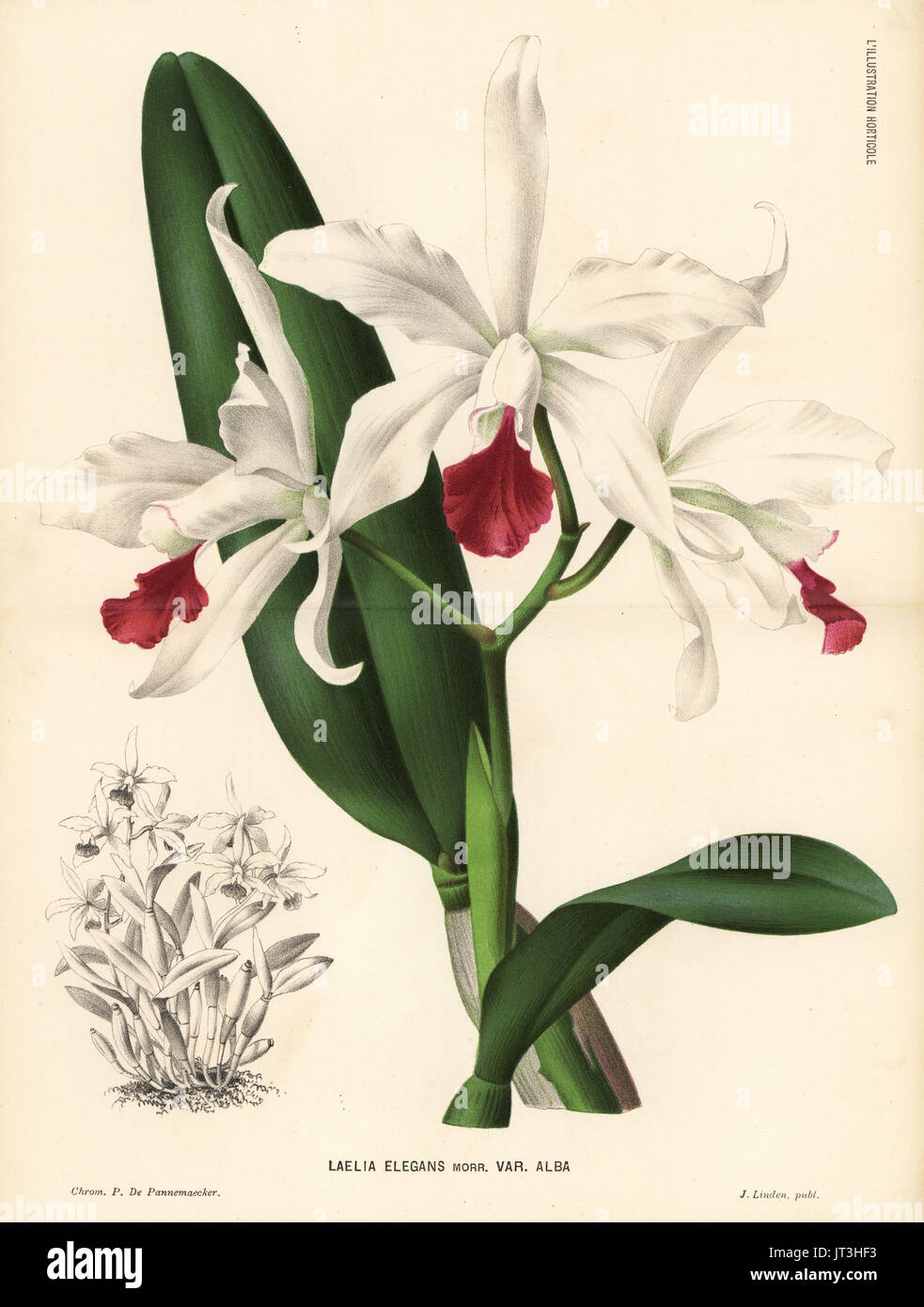 White Cattleya × elegans hybrid orchid (Laelia elegans var. alba). Chromolithograph by P. de Pannemaeker from Jean Linden's l'Illustration Horticole, Brussels, 1884. Stock Photo