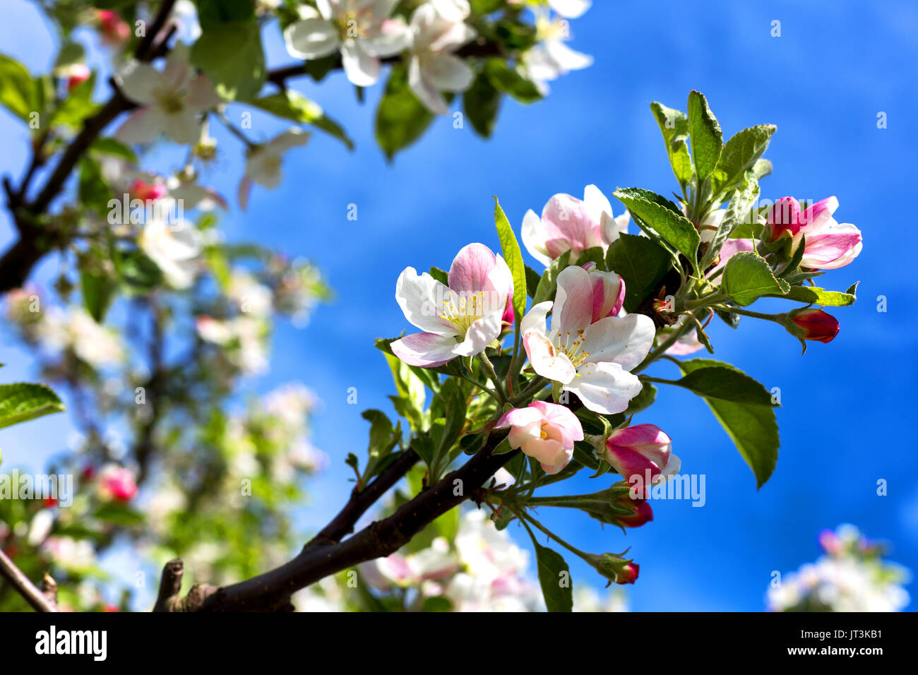 Blooming apple tree in the garden during spring Stock Photo - Alamy