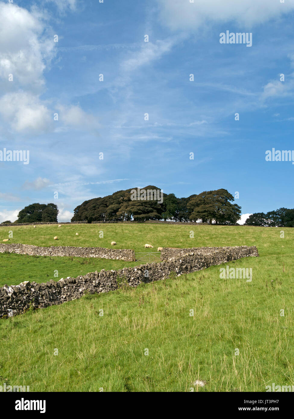 Green open fields, drystone walls and trees with blue sky above, Derbyshire Peak District, England, UK. Stock Photo
