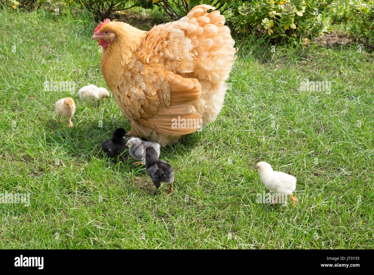 Hen with new born chicks Stock Photo