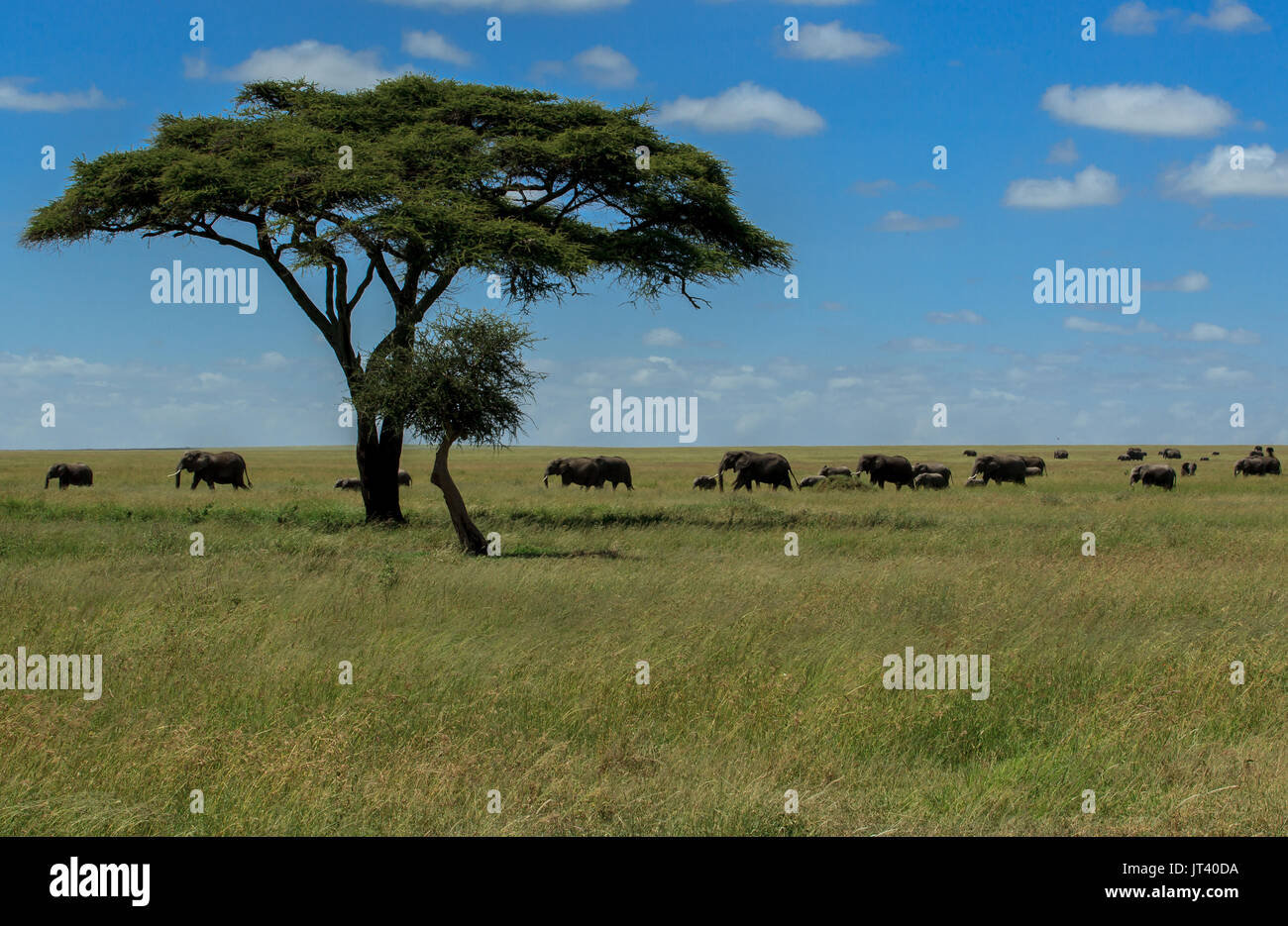 A herd of Elephants grazing in the grasslands of the Serengeti Stock Photo