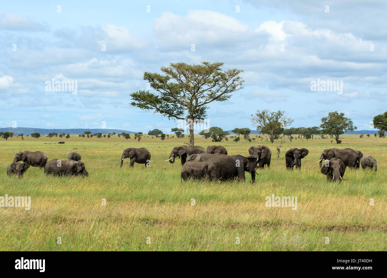 A herd of Elephants grazing in the grasslands of the Serengeti Stock Photo