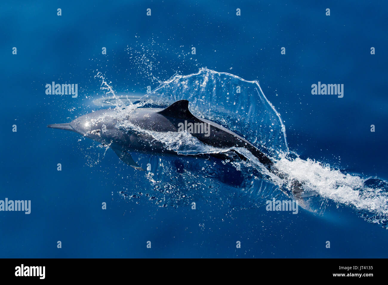 Spinner Dolphin (Stenella longirostris) surfacing in the glassy calm sea of Indonesia Stock Photo