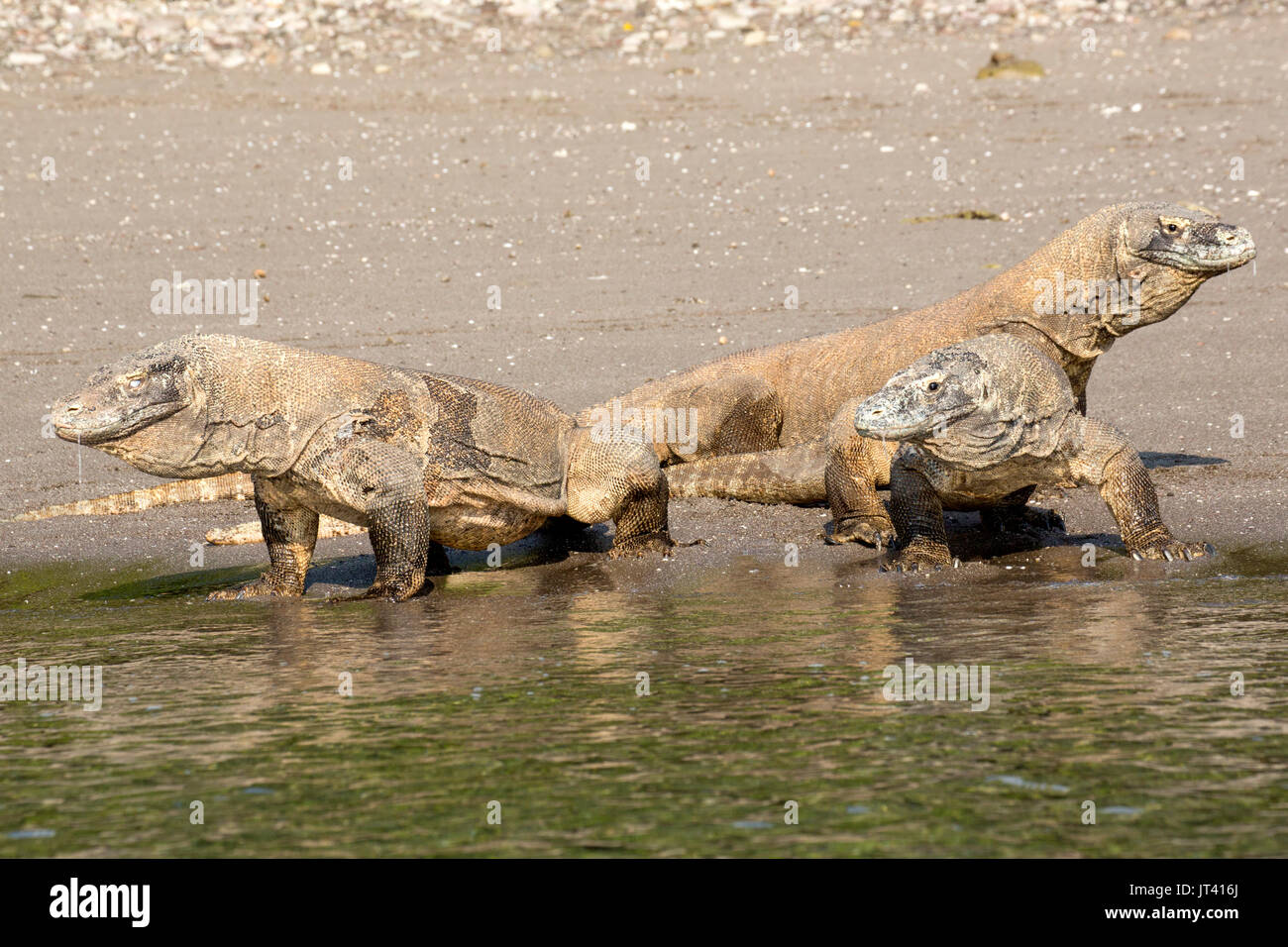 Komodo Dragon (Varanus komodoensis) in the Komodo National Park area