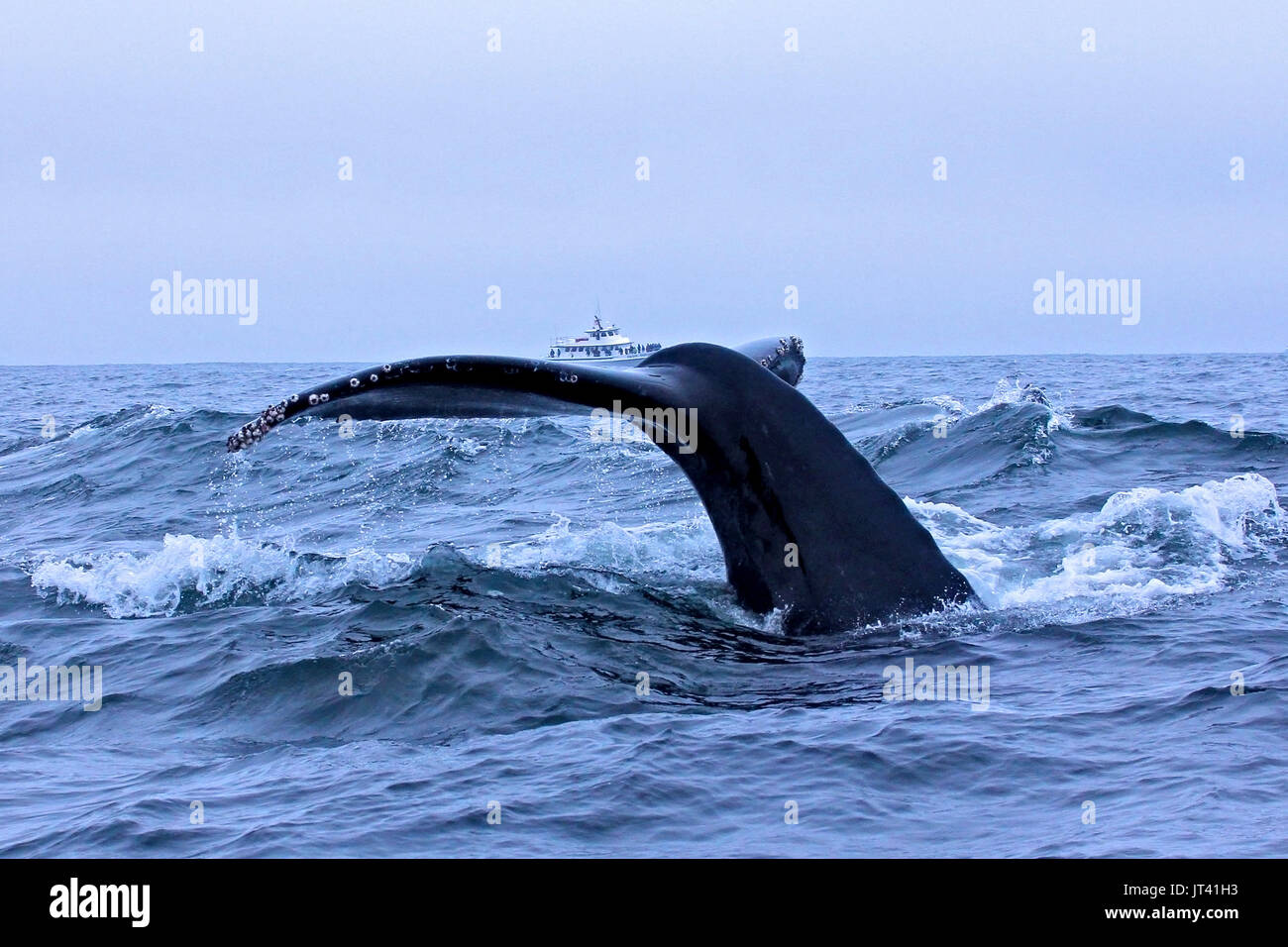 Illusion photo of a Humpback Whale raising a small boat on the water with its fluke Stock Photo