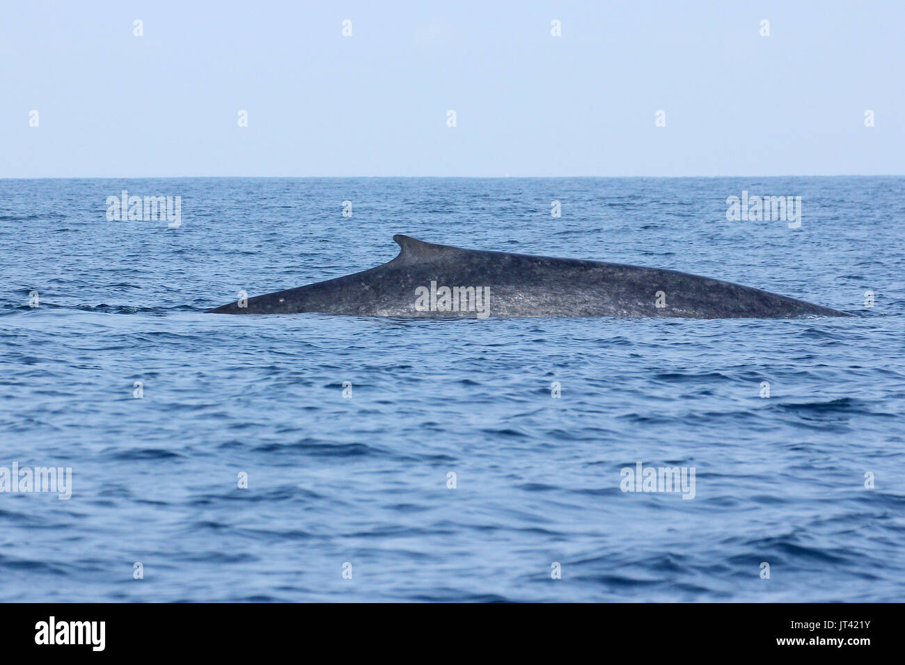 Pygmy Blue Whale or Great Indian Blue Whale (Balaenoptera musculus indica) off Trincomalee, coming up to take a breath right next Stock Photo